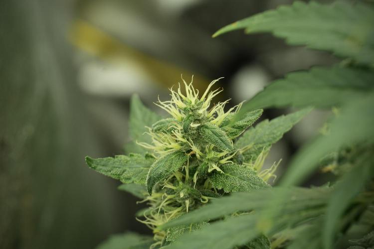 LSD Zamnesia Trippping. Week 12 - LSD no Veg 12-12 From Seed