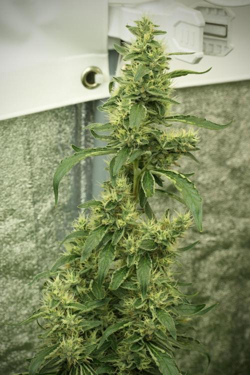 LSD Zamnesia Trippping. Week 12 - LSD no Veg 12-12 From Seed
