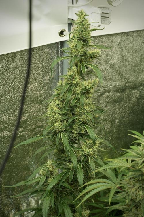 LSD Zamnesia Trippping. Week 12 - LSD no Veg 12-12 From Seed