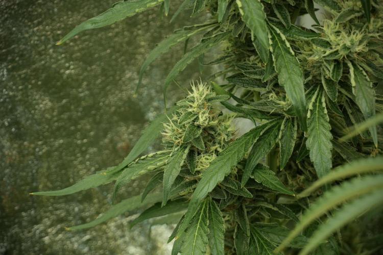 LSD Zamnesia Trippping. Week 12 - LSD no Veg 12-12 From Seed