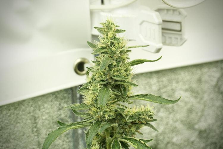 LSD Zamnesia Trippping. Week 12 - LSD no Veg 12-12 From Seed