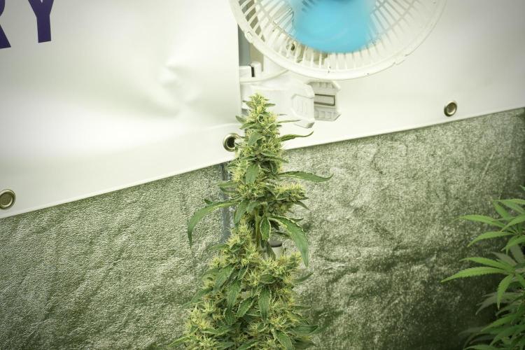 LSD Zamnesia Trippping. Week 12 - LSD no Veg 12-12 From Seed