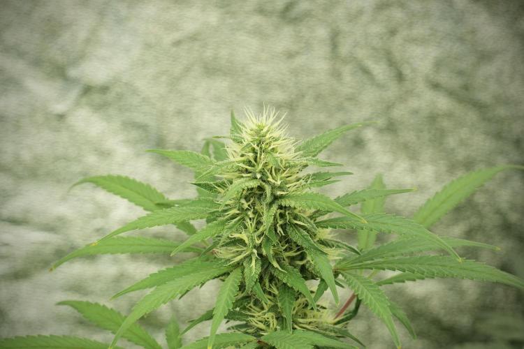 LSD Zamnesia Trippping. Week 12 - LSD no Veg 12-12 From Seed