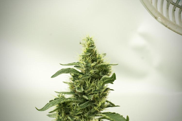 LSD Zamnesia Trippping. Week 12 - LSD no Veg 12-12 From Seed