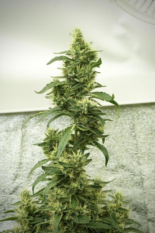 LSD Zamnesia Trippping. Week 12 - LSD no Veg 12-12 From Seed