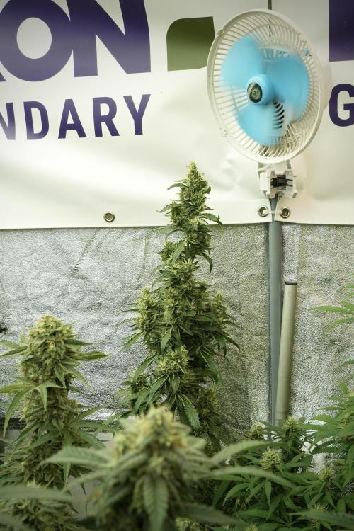LSD Zamnesia Trippping. Week 12 - LSD no Veg 12-12 From Seed