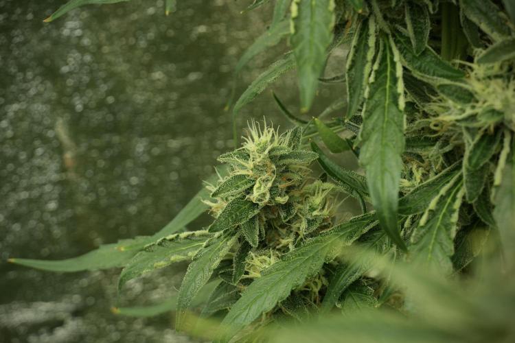 LSD Zamnesia Trippping. Week 12 - LSD no Veg 12-12 From Seed