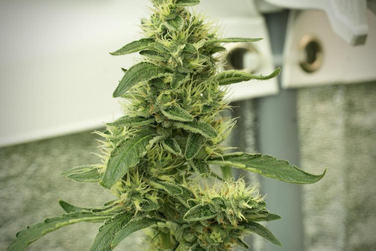 LSD Zamnesia Trippping. Week 12 - LSD no Veg 12-12 From Seed
