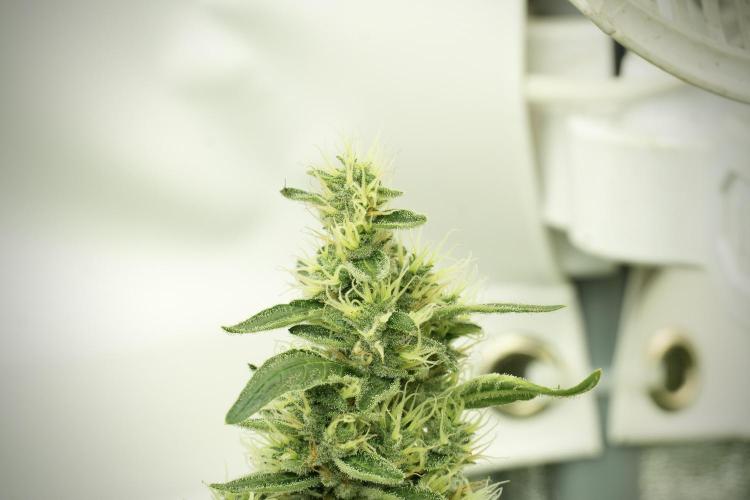 LSD Zamnesia Trippping. Week 12 - LSD no Veg 12-12 From Seed Mr.Baggy on the Clock