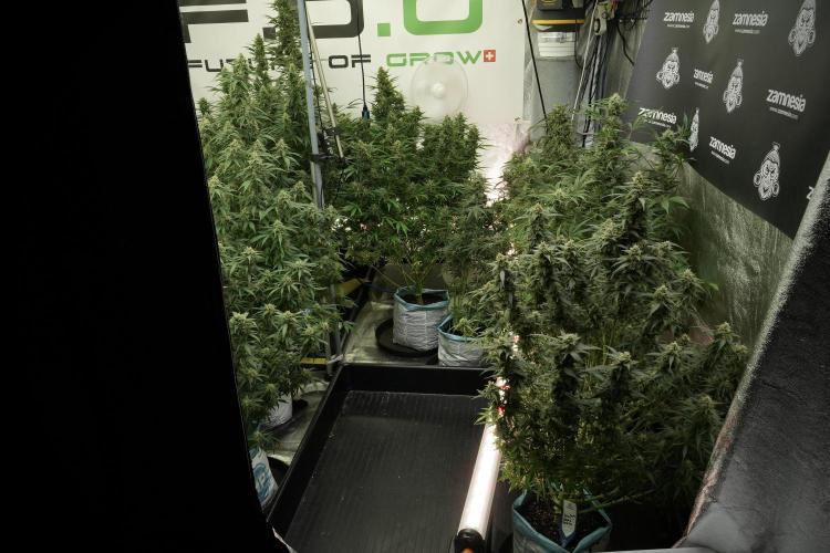 LSD Zamnesia Trippping. Week 12 - LSD no Veg 12-12 From Seed