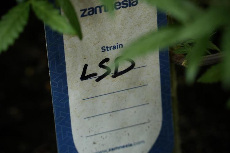 LSD Zamnesia Trippping. Week 12 - LSD no Veg 12-12 From Seed