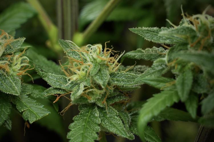 LSD Zamnesia Trippping. Week 12 - LSD no Veg 12-12 From Seed