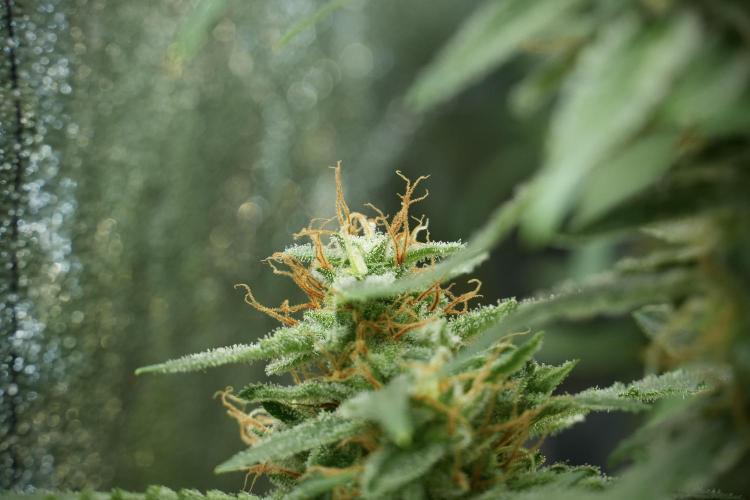 LSD Zamnesia Trippping. Week 12 - LSD no Veg 12-12 From Seed