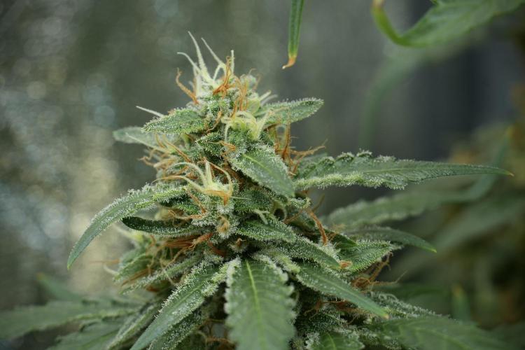 LSD Zamnesia Trippping. Week 12 - LSD no Veg 12-12 From Seed