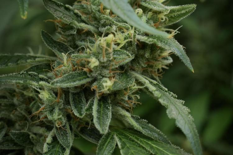LSD Zamnesia Trippping. Week 12 - LSD no Veg 12-12 From Seed