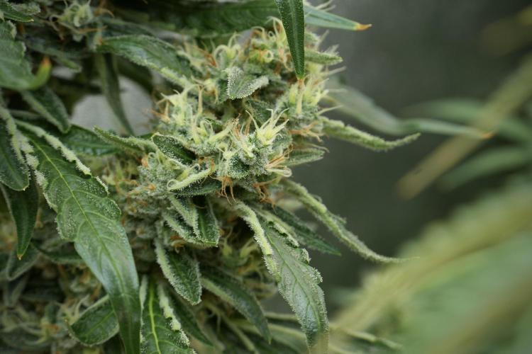 LSD Zamnesia Trippping. Week 12 - LSD no Veg 12-12 From Seed
