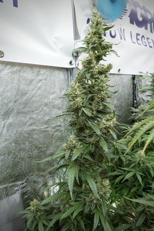 LSD Zamnesia Trippping. Week 12 - LSD no Veg 12-12 From Seed