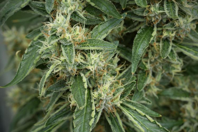 LSD Zamnesia Trippping. Week 12 - LSD no Veg 12-12 From Seed