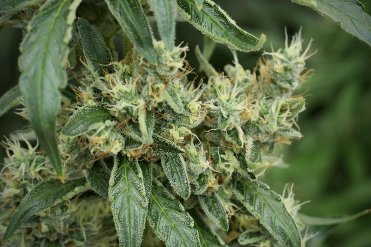 LSD Zamnesia Trippping. Week 12 - LSD no Veg 12-12 From Seed