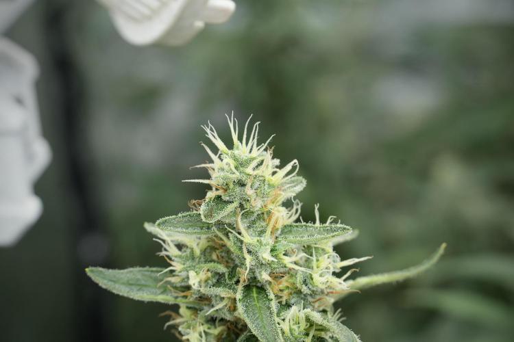 LSD Zamnesia Trippping. Week 12 - LSD no Veg 12-12 From Seed