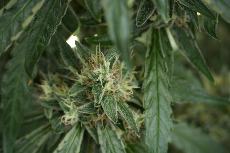 LSD Zamnesia Trippping. Week 12 - LSD no Veg 12-12 From Seed