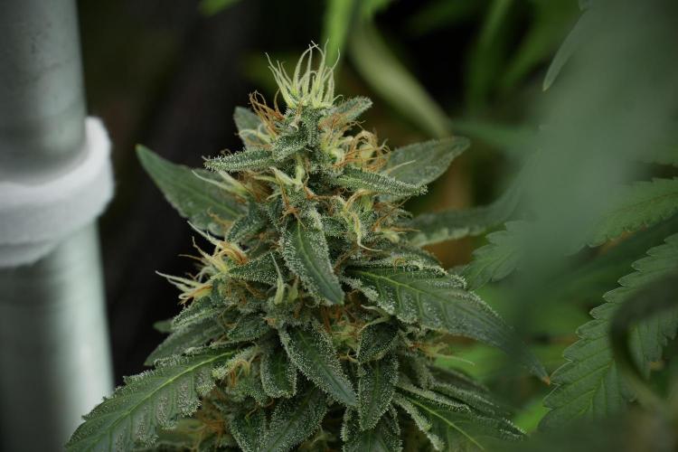 LSD Zamnesia Trippping. Week 12 - LSD no Veg 12-12 From Seed