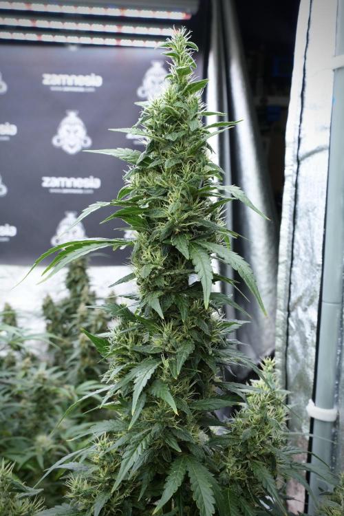 LSD Zamnesia Trippping. Week 12 - LSD no Veg 12-12 From Seed