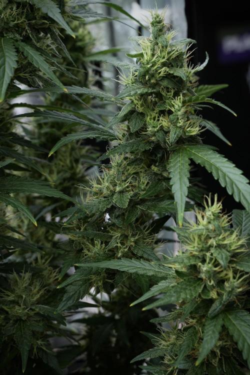 LSD Zamnesia Trippping. Week 12 - LSD no Veg 12-12 From Seed