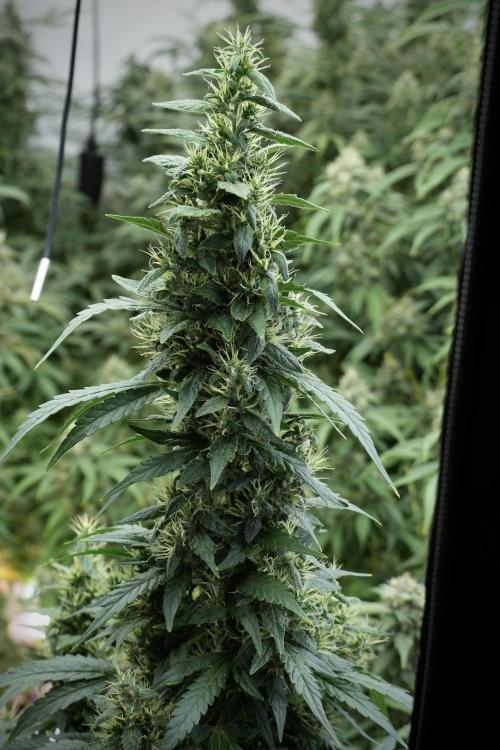 LSD Zamnesia Trippping. Week 12 - LSD no Veg 12-12 From Seed