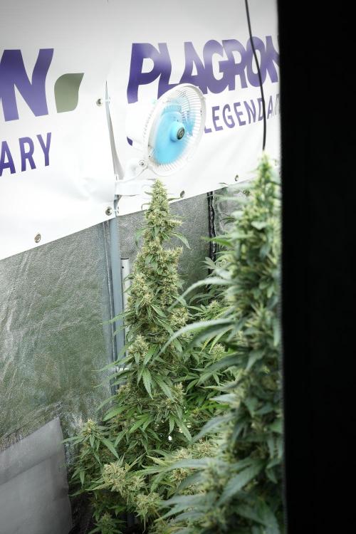 LSD Zamnesia Trippping. Week 12 - LSD no Veg 12-12 From Seed
