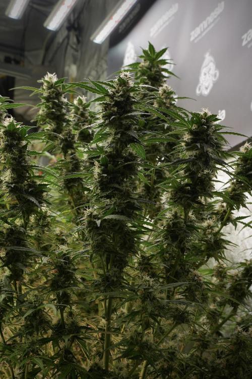 Lemon Cherry Gelato YumYum. Week 12 - Lemon Cherry Gelato 12-12 from seed 