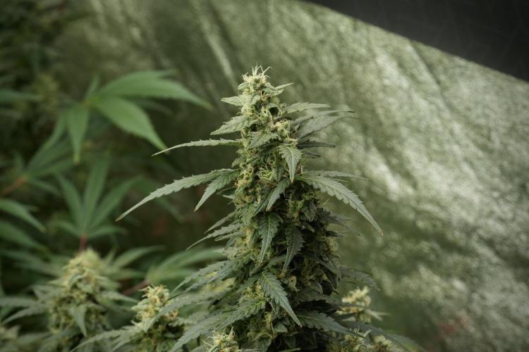 Lemon Cherry Gelato YumYum. Week 12 - Lemon Cherry Gelato 12-12 from seed 