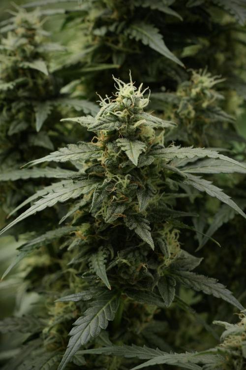 Lemon Cherry Gelato YumYum. Week 12 - Lemon Cherry Gelato 12-12 from seed 