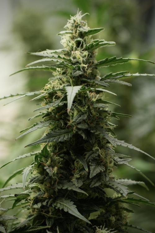 Lemon Cherry Gelato YumYum. Week 12 - Lemon Cherry Gelato 12-12 from seed 