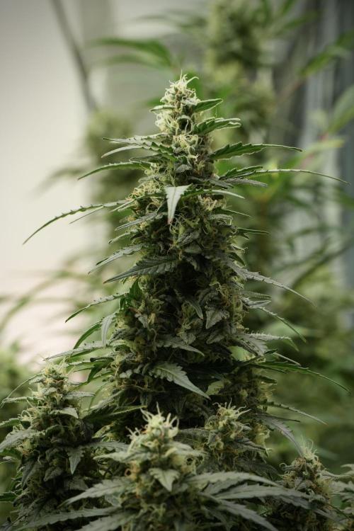 Lemon Cherry Gelato YumYum. Week 12 - Lemon Cherry Gelato 12-12 from seed 