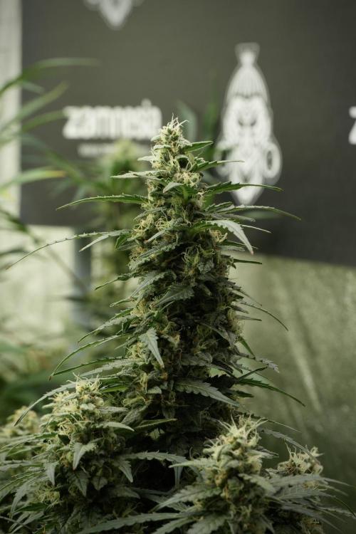 Lemon Cherry Gelato YumYum. Week 12 - Lemon Cherry Gelato 12-12 from seed 