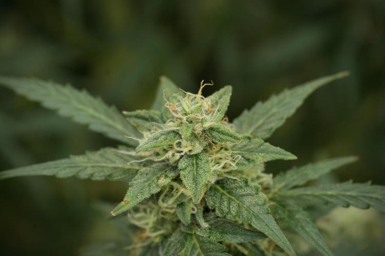 Lemon Cherry Gelato YumYum. Week 12 - Lemon Cherry Gelato 12-12 from seed 