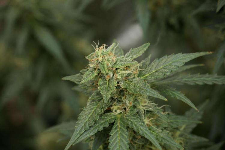 Lemon Cherry Gelato YumYum. Week 12 - Lemon Cherry Gelato 12-12 from seed 