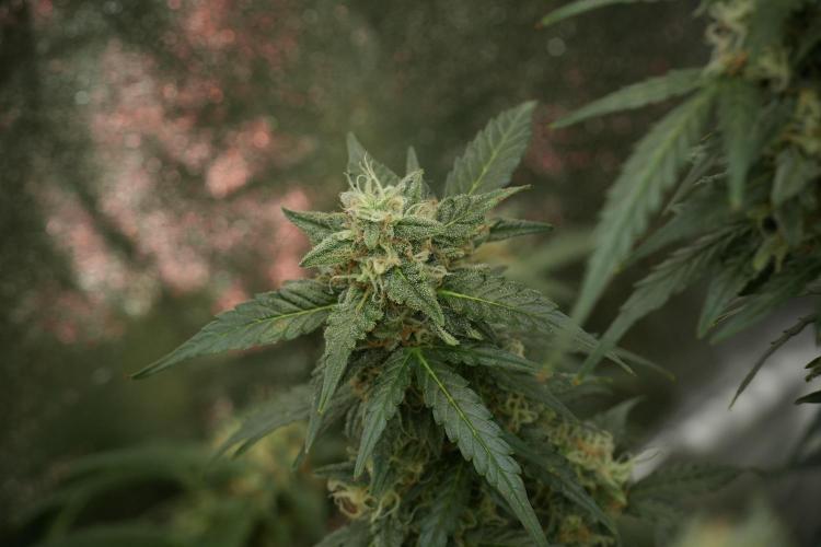 Lemon Cherry Gelato YumYum. Week 12 - Lemon Cherry Gelato 12-12 from seed 