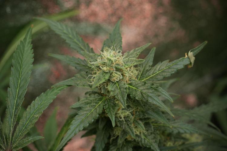 Lemon Cherry Gelato YumYum. Week 12 - Lemon Cherry Gelato 12-12 from seed 