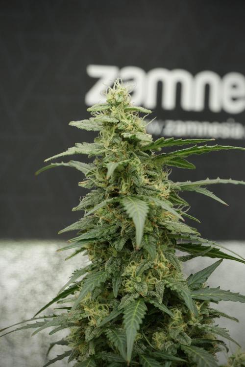 Lemon Cherry Gelato YumYum. Week 12 - Lemon Cherry Gelato 12-12 from seed 