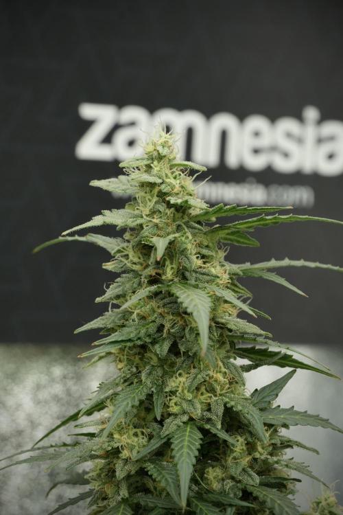 Lemon Cherry Gelato YumYum. Week 12 - Lemon Cherry Gelato 12-12 from seed 