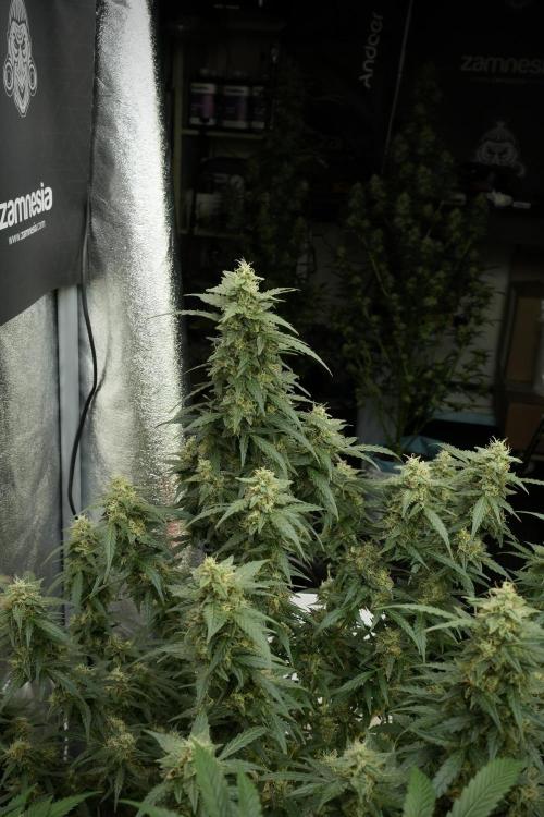 Lemon Cherry Gelato YumYum. Week 12 - Lemon Cherry Gelato 12-12 from seed 