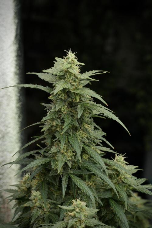 Lemon Cherry Gelato YumYum. Week 12 - Lemon Cherry Gelato 12-12 from seed 