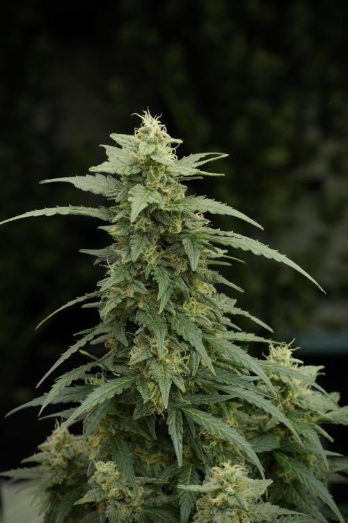 Lemon Cherry Gelato YumYum. Week 12 - Lemon Cherry Gelato 12-12 from seed 