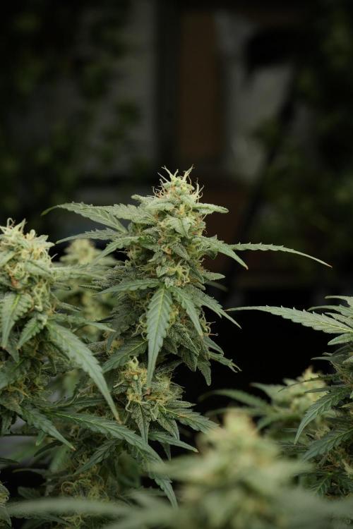Lemon Cherry Gelato YumYum. Week 12 - Lemon Cherry Gelato 12-12 from seed 