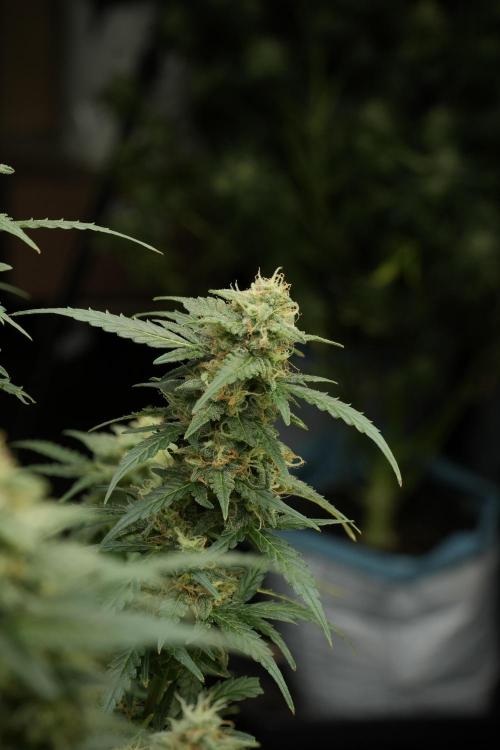 Lemon Cherry Gelato YumYum. Week 12 - Lemon Cherry Gelato 12-12 from seed 