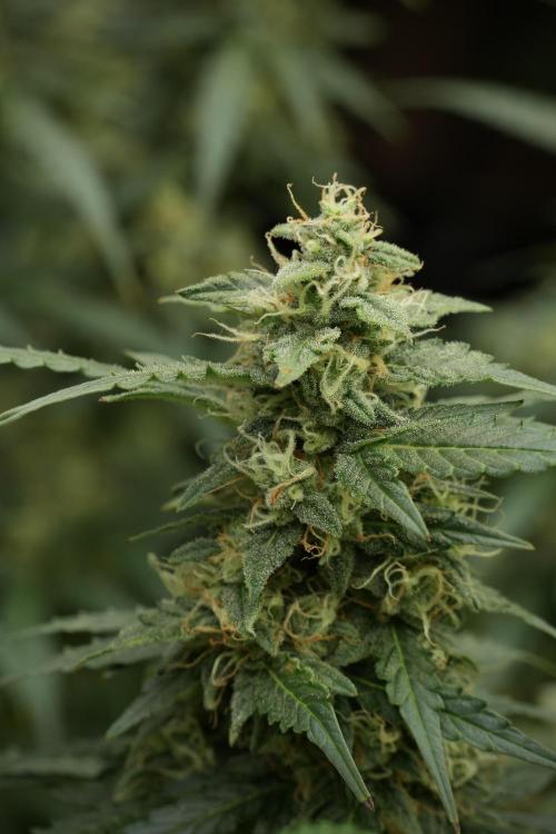 Lemon Cherry Gelato YumYum. Week 12 - Lemon Cherry Gelato 12-12 from seed 