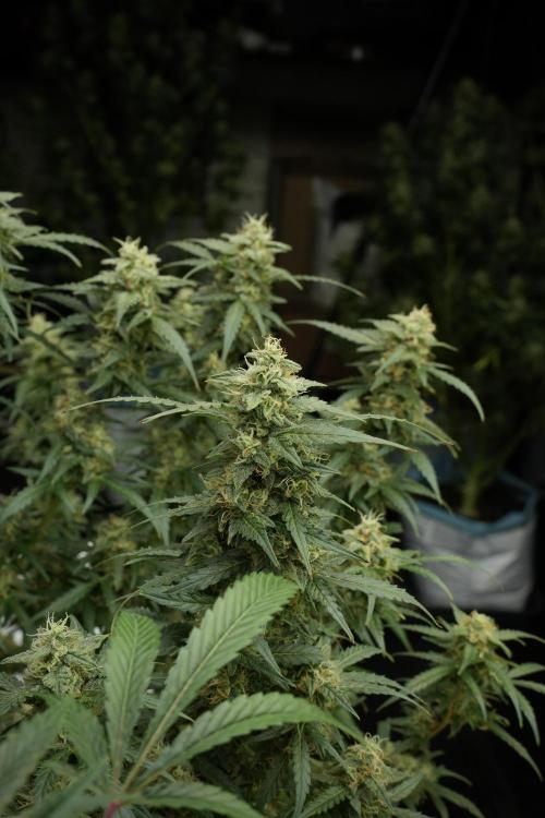 Lemon Cherry Gelato YumYum. Week 12 - Lemon Cherry Gelato 12-12 from seed 