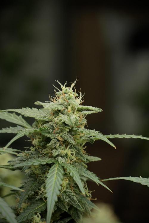Lemon Cherry Gelato YumYum. Week 12 - Lemon Cherry Gelato 12-12 from seed 